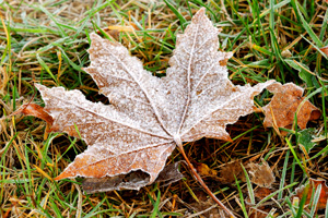 Fall Foliage